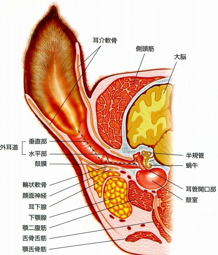 犬の外耳道の断面図