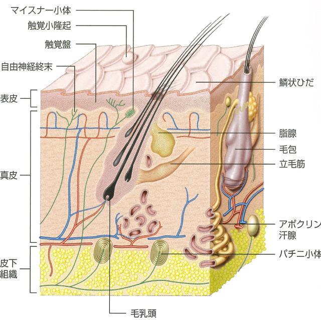 犬の皮膚の模式図