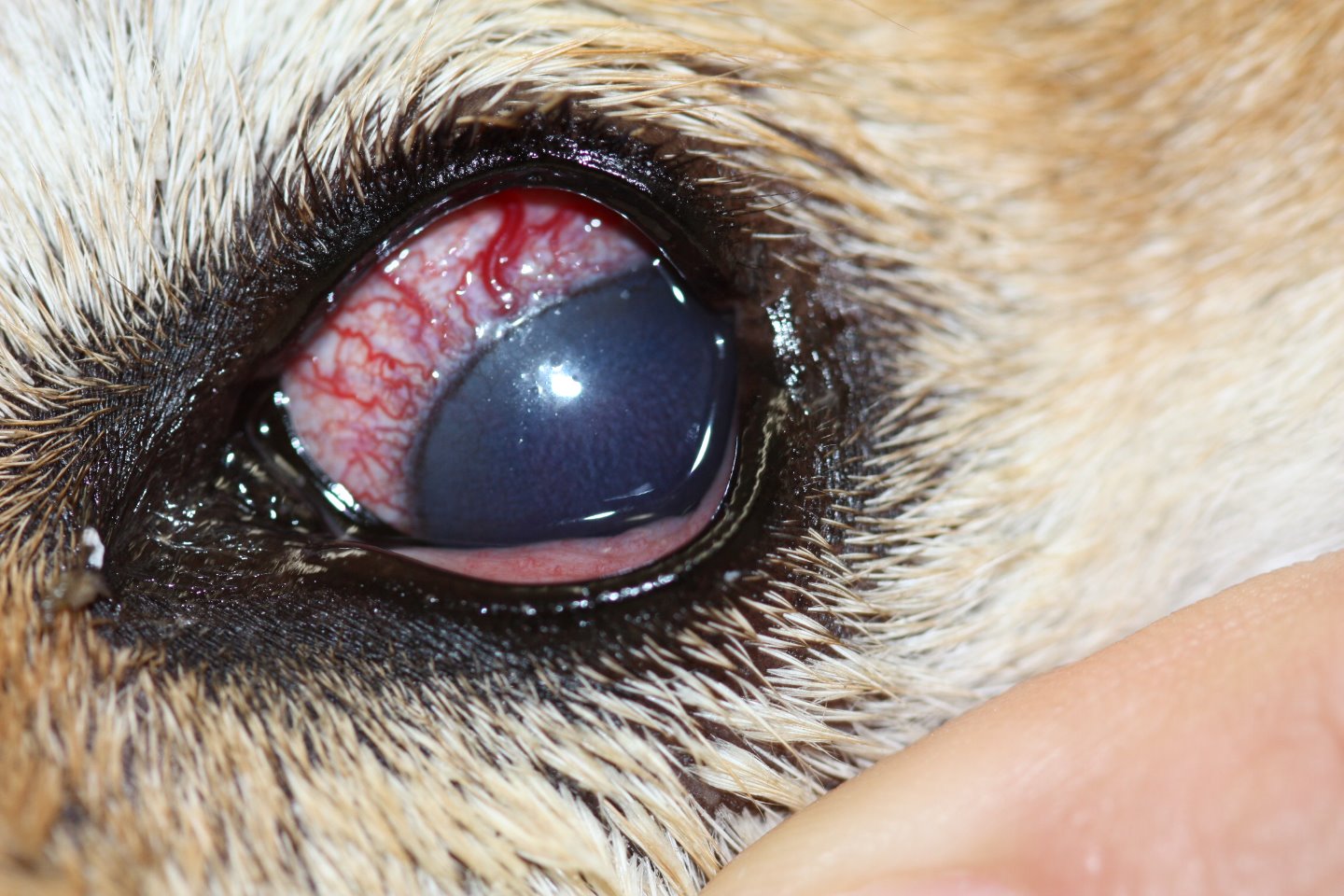 赤い が 犬 白目 犬の目が充血するのはストレスが原因？ストレス解消法や病気を解説！