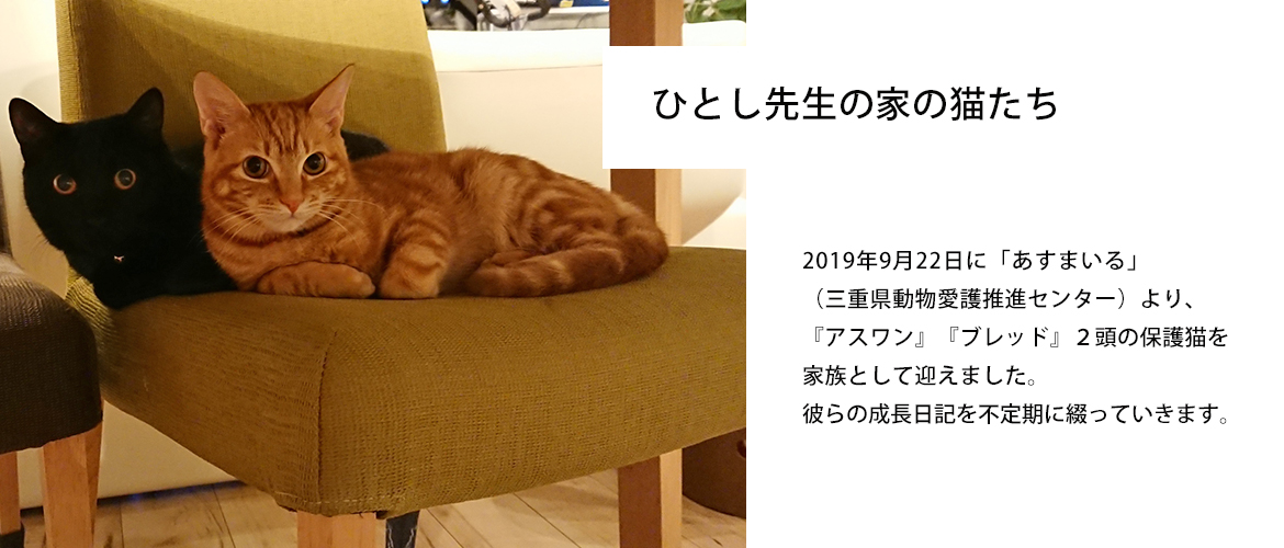 猫にやさしい動物病院 を目指して デリケートな猫ちゃんが安心してご来院いただける動物病院となれるよう スタッフ一同取り組みを行っております