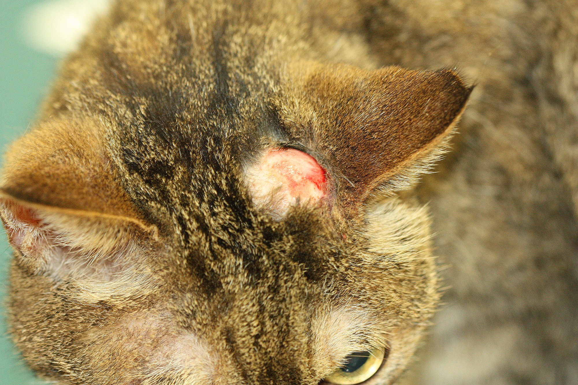 診療日誌 症例のご紹介など 三重県伊勢市の動物病院 こんどう動物病院